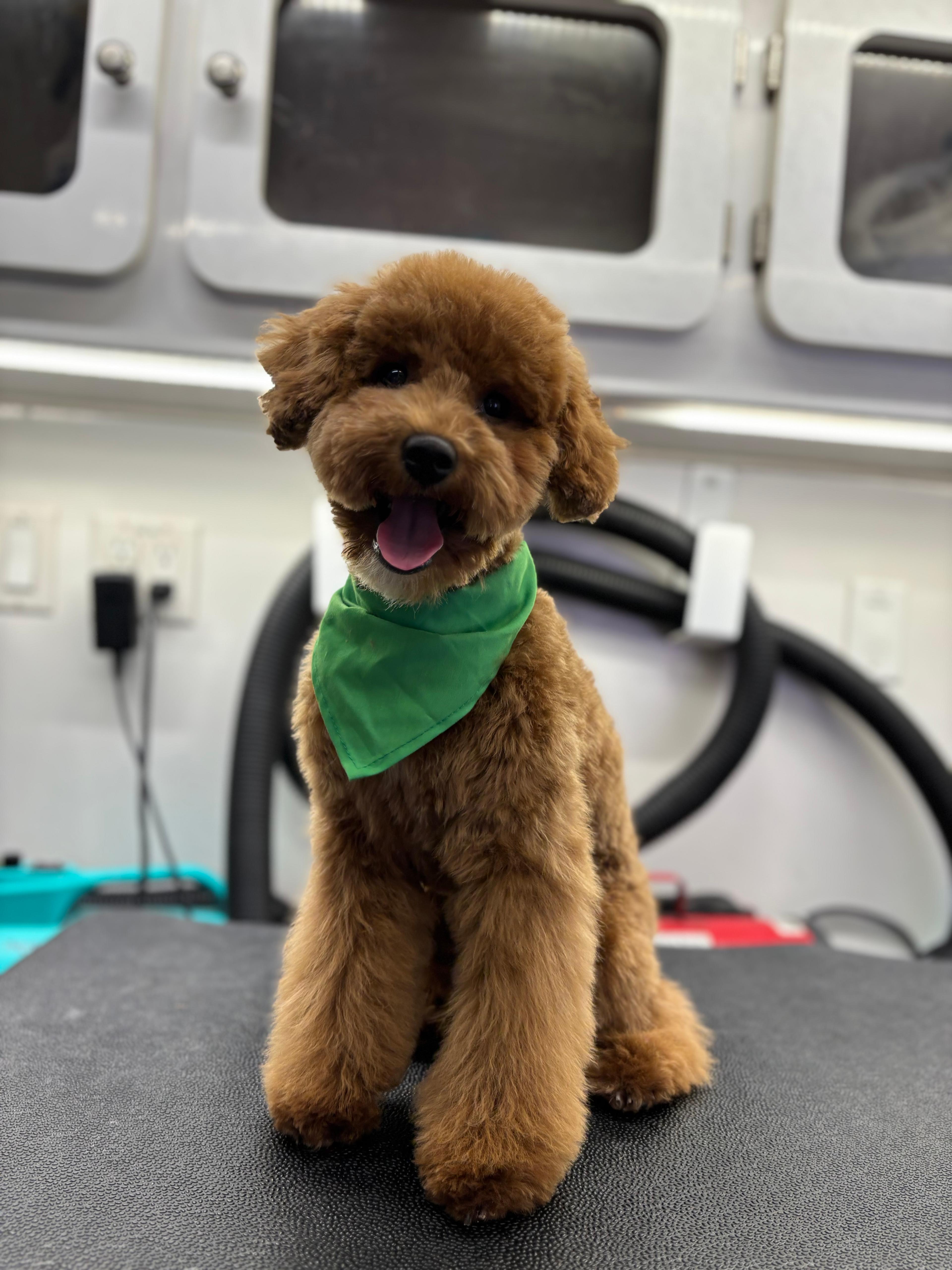 Pooch Wagon Mobile Dog Grooming photo 2