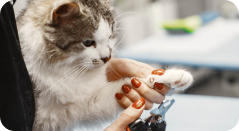 Brush, Bath and Beyond photo 2