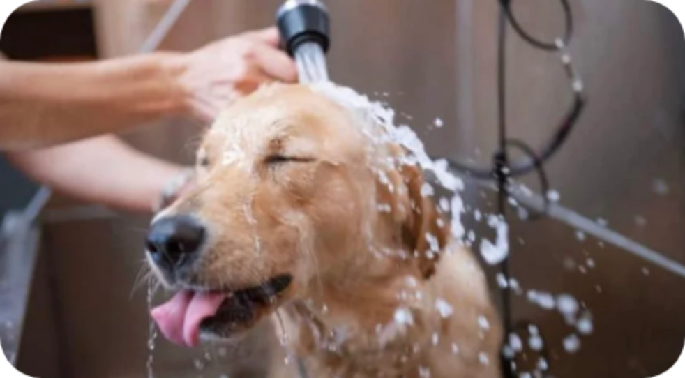 Brush, Bath and Beyond - Luxury dog bath and grooming service in Salt Lake City Utah