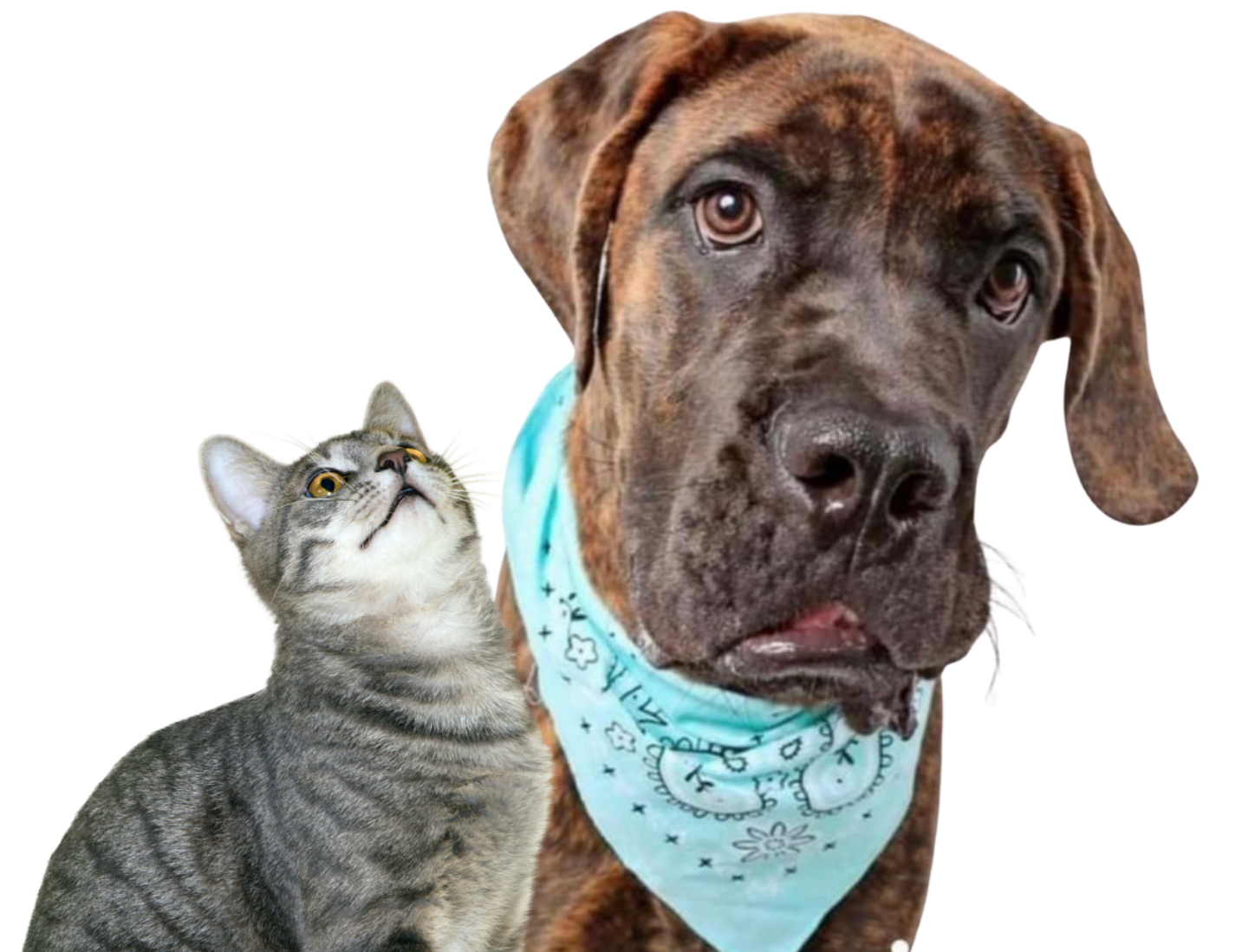 Brush, Bath and Beyond - Breed-specific dog grooming and styling in Salt Lake City and Bountiful