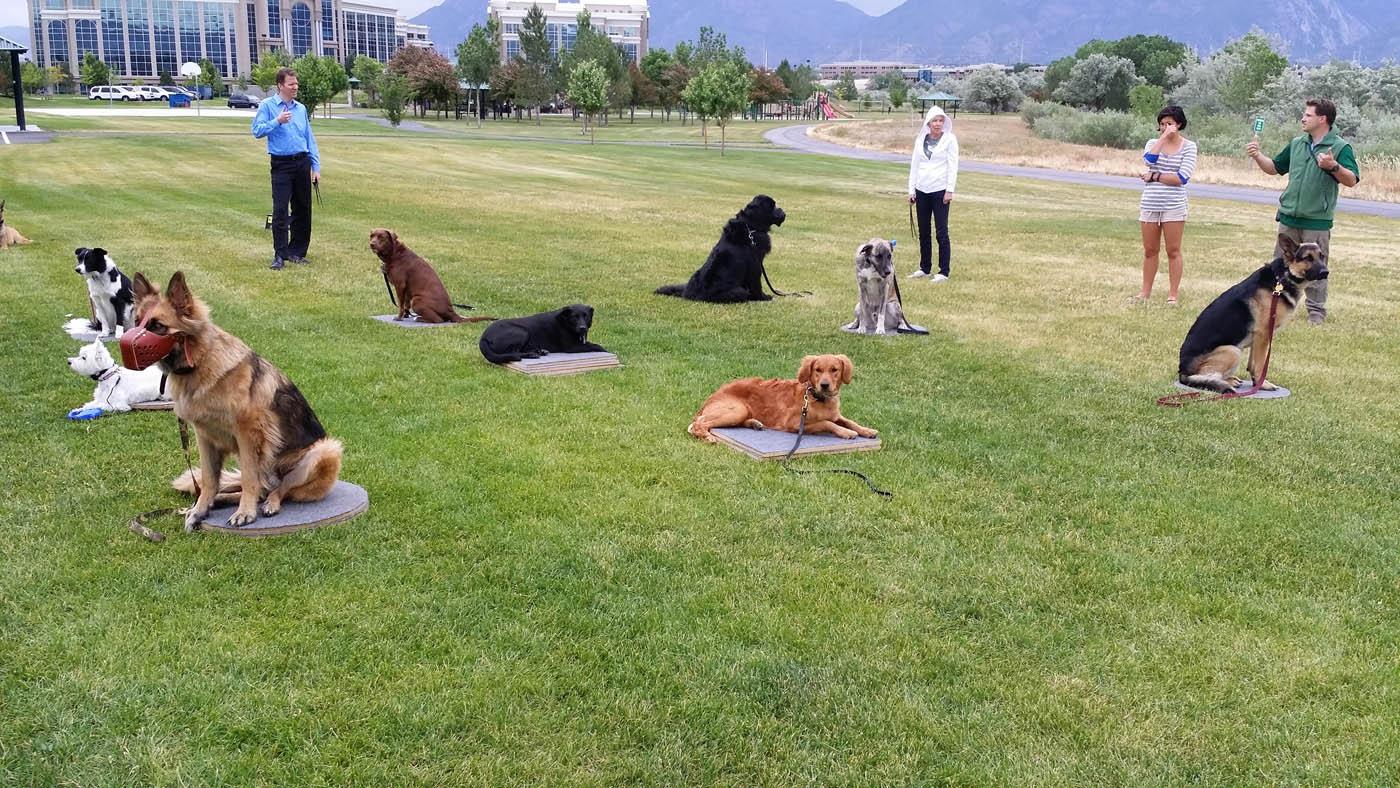 Dog Training Elite Salt Lake City - Dog Training Elite Salt Lake City - Group Class Dog Training in Salt Lake City, UT. DTE