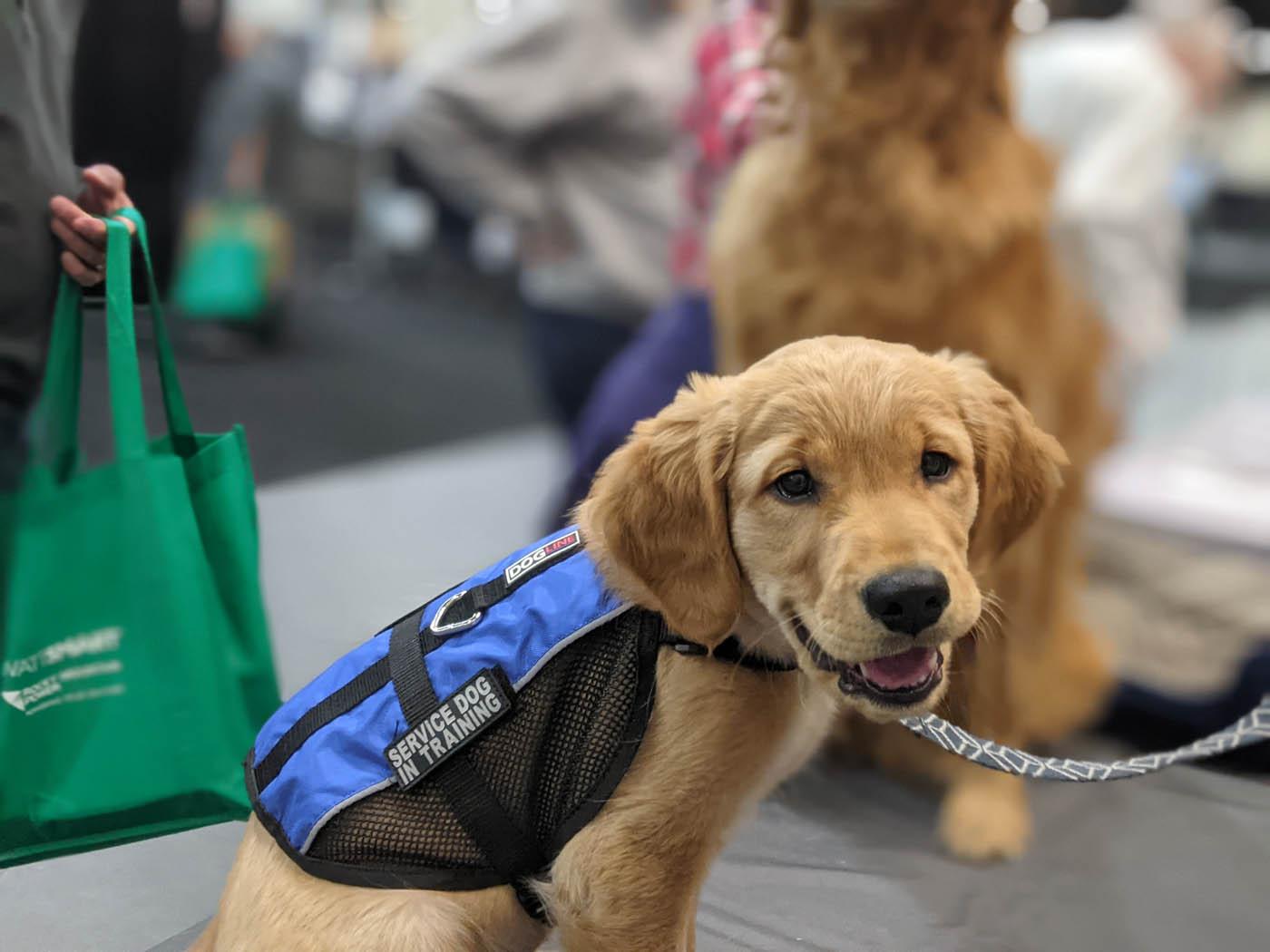 Dog Training Elite Salt Lake City - An adorable golden retriever puppy service training Dog Training Elite Salt Lake City.