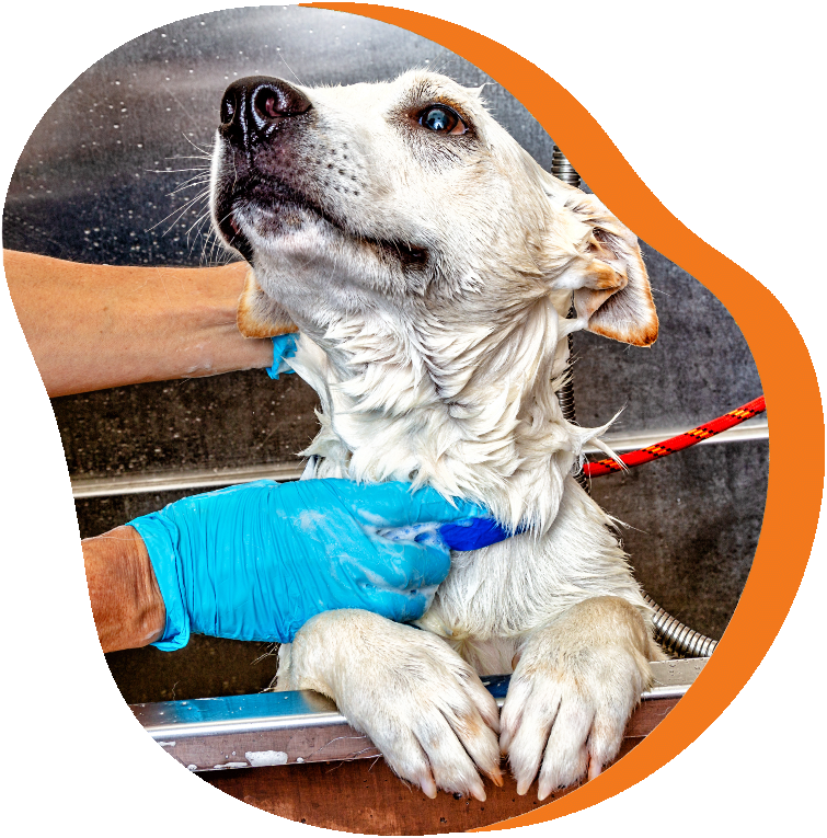 Furry Land Mobile Grooming photo 3