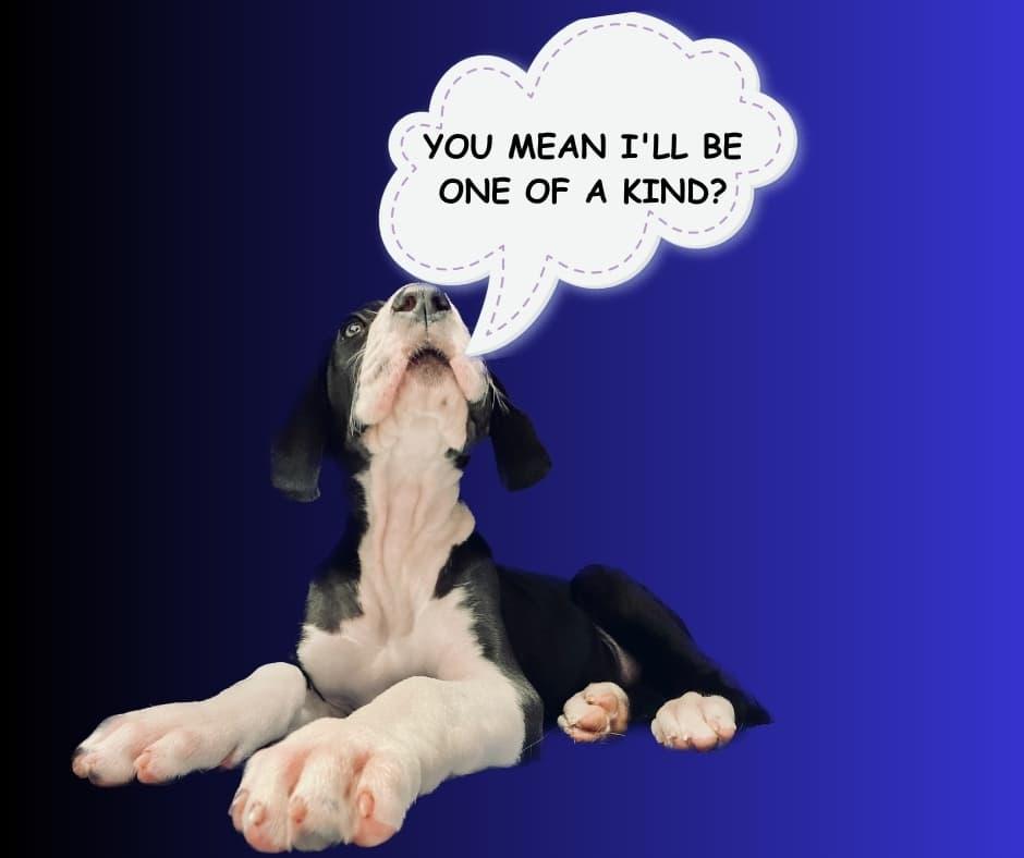 Highland Park Pet Hospital - Spay and Neuter Salt Lake City, UT