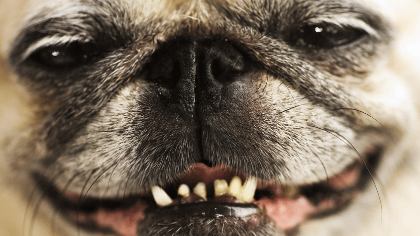 Redwood Veterinary Hospital - Close up of a dog that appears to be smiling.