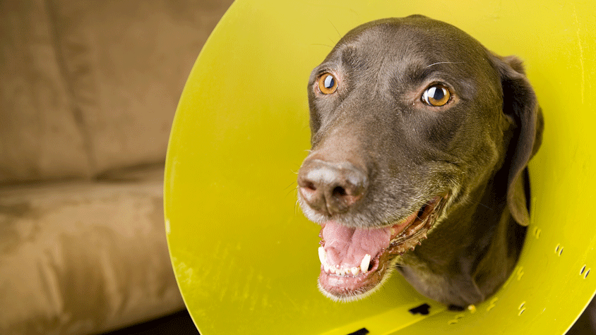 Redwood Veterinary Hospital - Dog weaing an Elizabethan Collar after a veterinary surgical procedure.