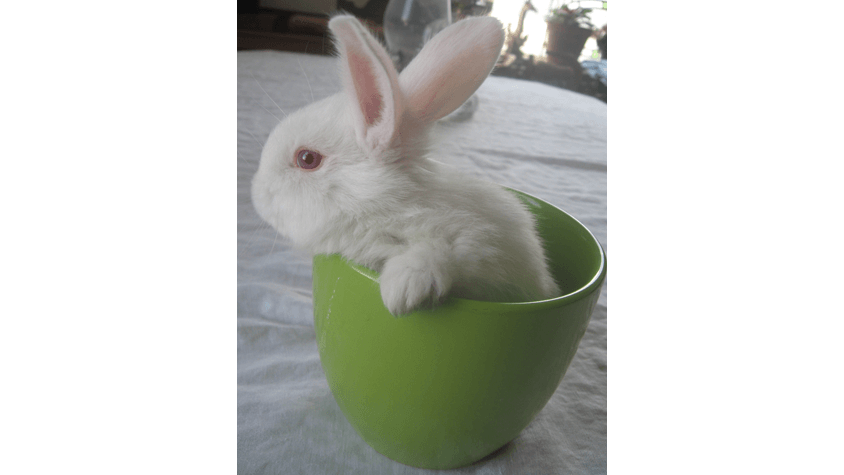 Redwood Veterinary Hospital - A rabbit named Tweedledum - a client of Redwood Veterinary Hospital.