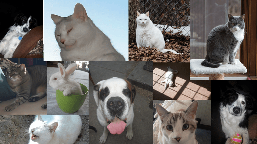 Redwood Veterinary Hospital