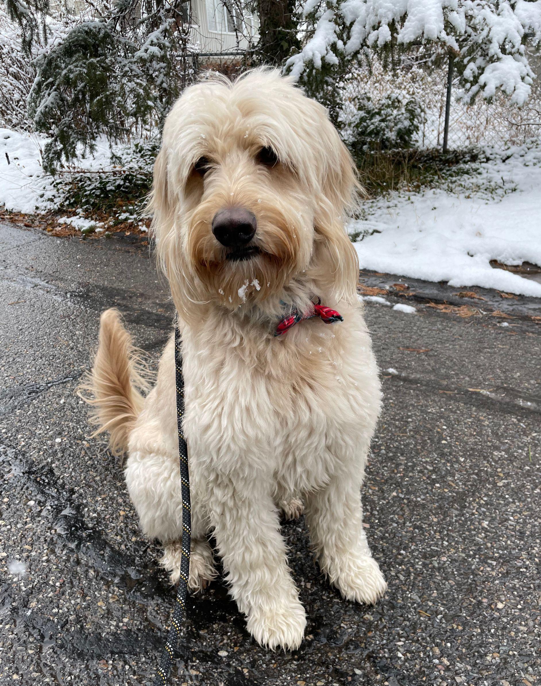 Echo Dog Training photo 4