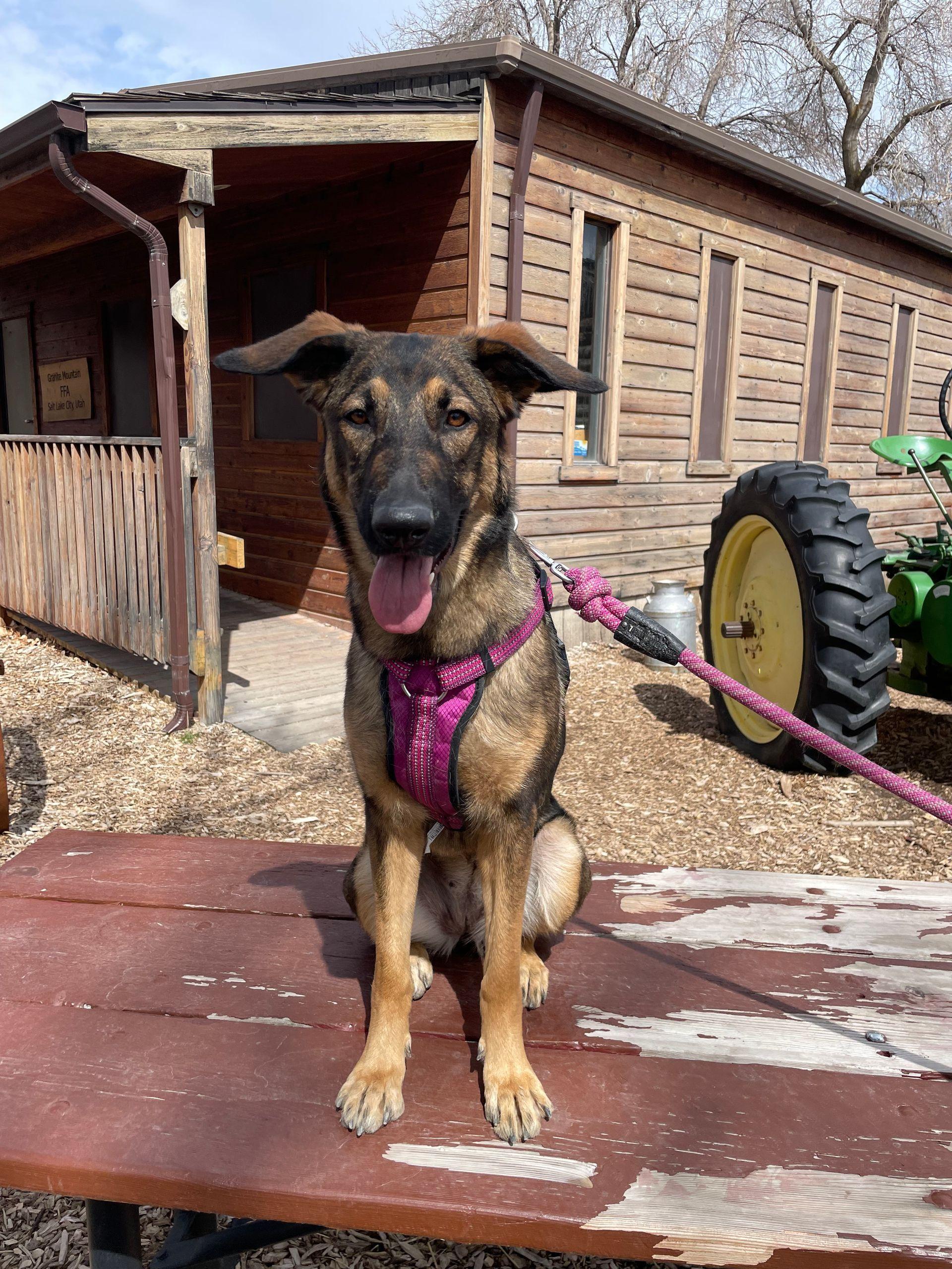 Echo Dog Training photo 5