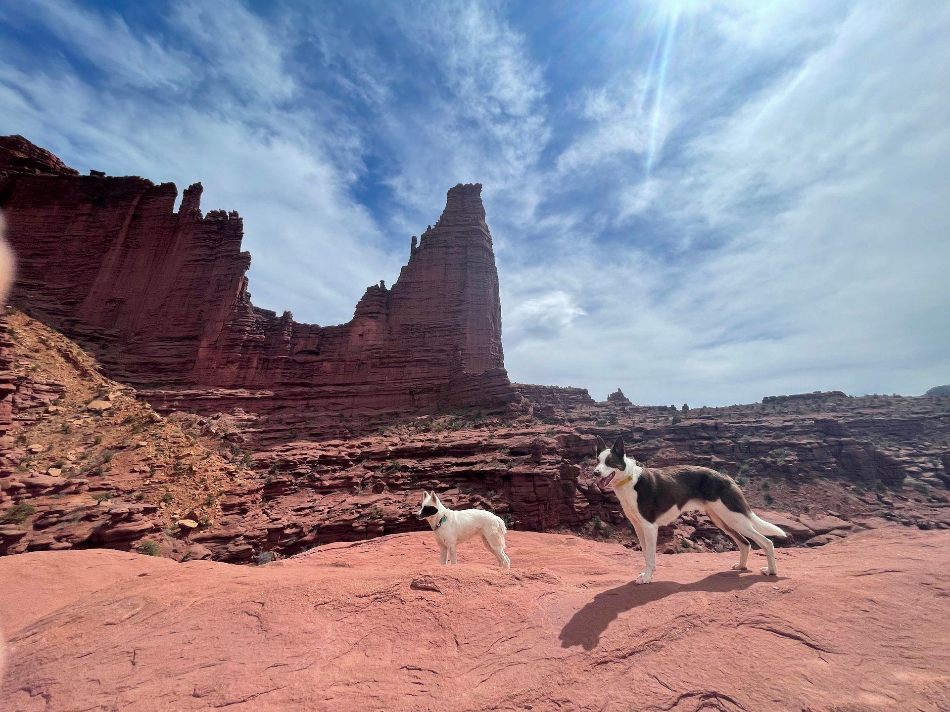 Echo Dog Training photo 2