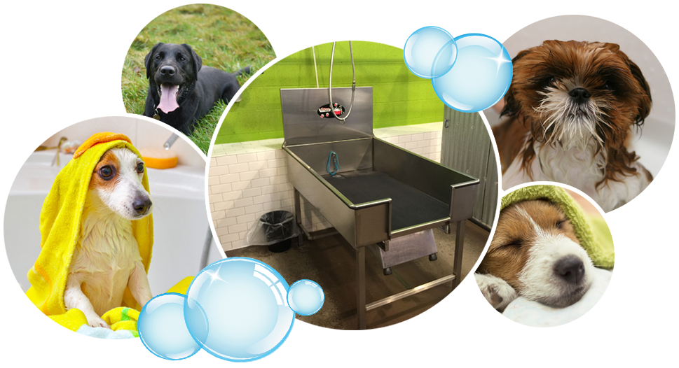 Paw Paw's Self Serve Dog Wash & Boutique - Collage of different dogs being cleaned or groomed.