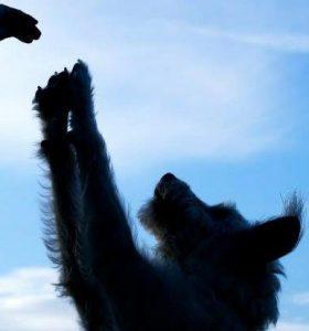 Pets Decoded, LLC photo 3