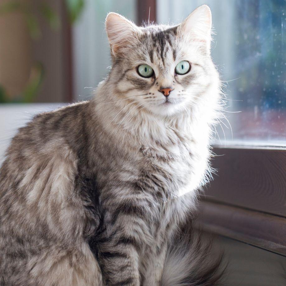 Sugar House Veterinary Hospital photo 4