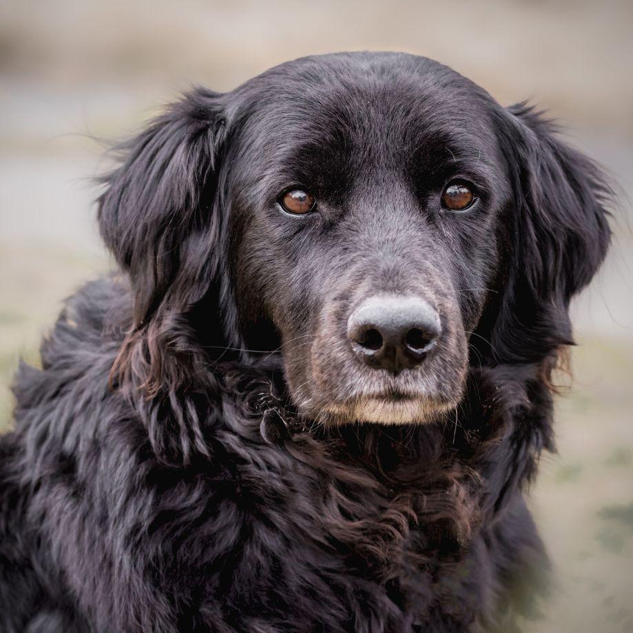 Sugar House Veterinary Hospital photo 5