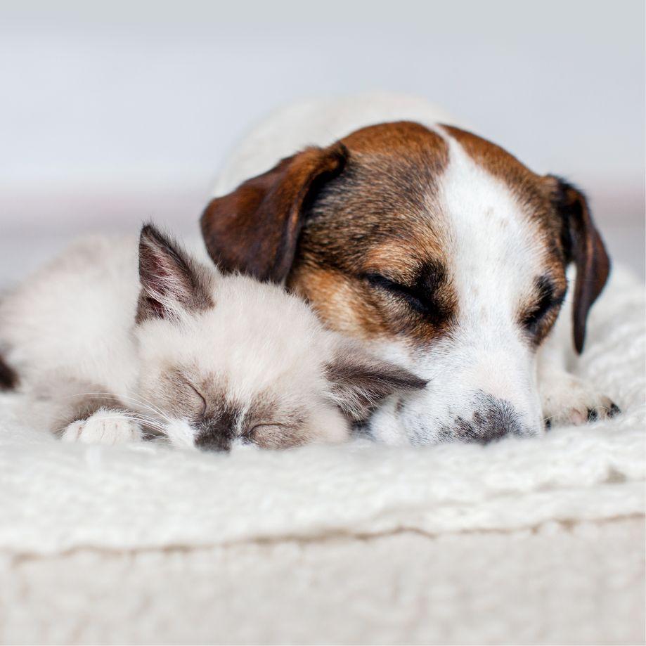 Sugar House Veterinary Hospital