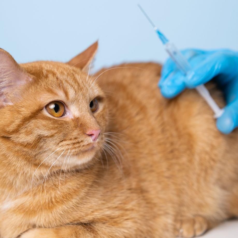 Sugar House Veterinary Hospital photo 2