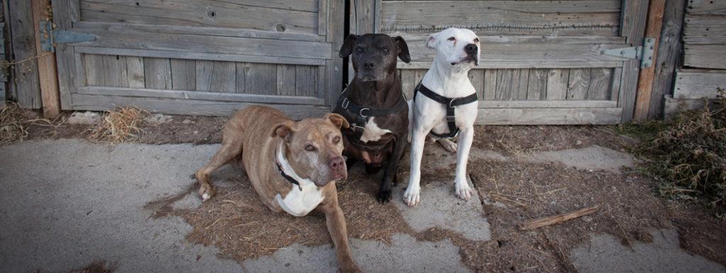 Three Little Pits photo 2