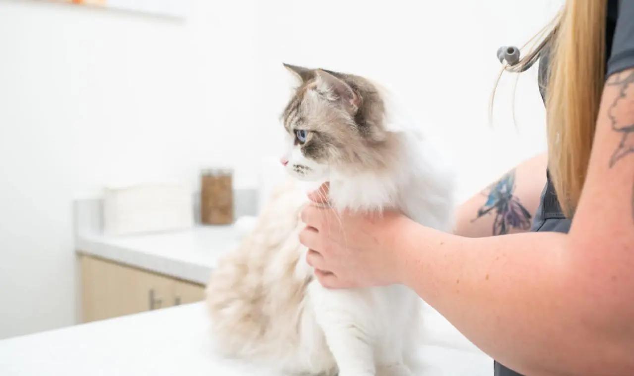 UrgentVet Taylorsville - gallery slider example