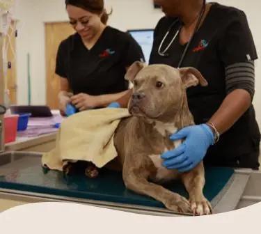 UrgentVet Taylorsville photo 4