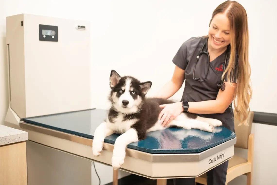 UrgentVet Taylorsville - urgentvet about page gallery replacement