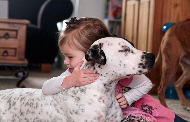 Skye's Dog Training photo 5