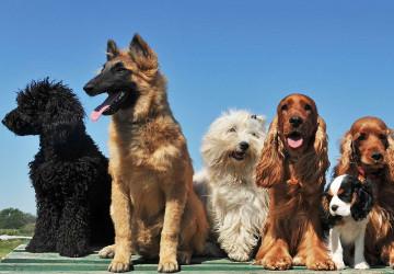 Skye's Dog Training photo 2