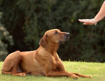 Skye's Dog Training photo 3