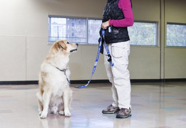 Four Legged Scholars photo 5