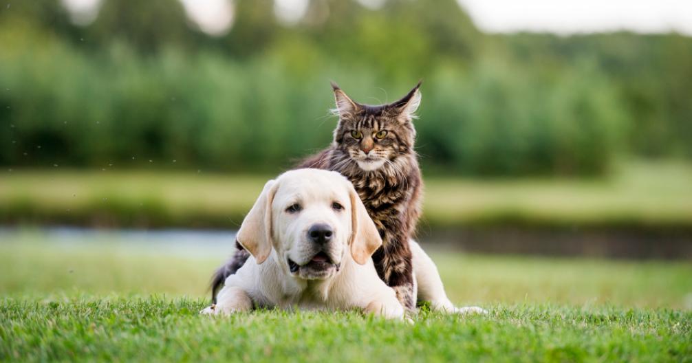 Holladay Veterinary Hospital photo 2