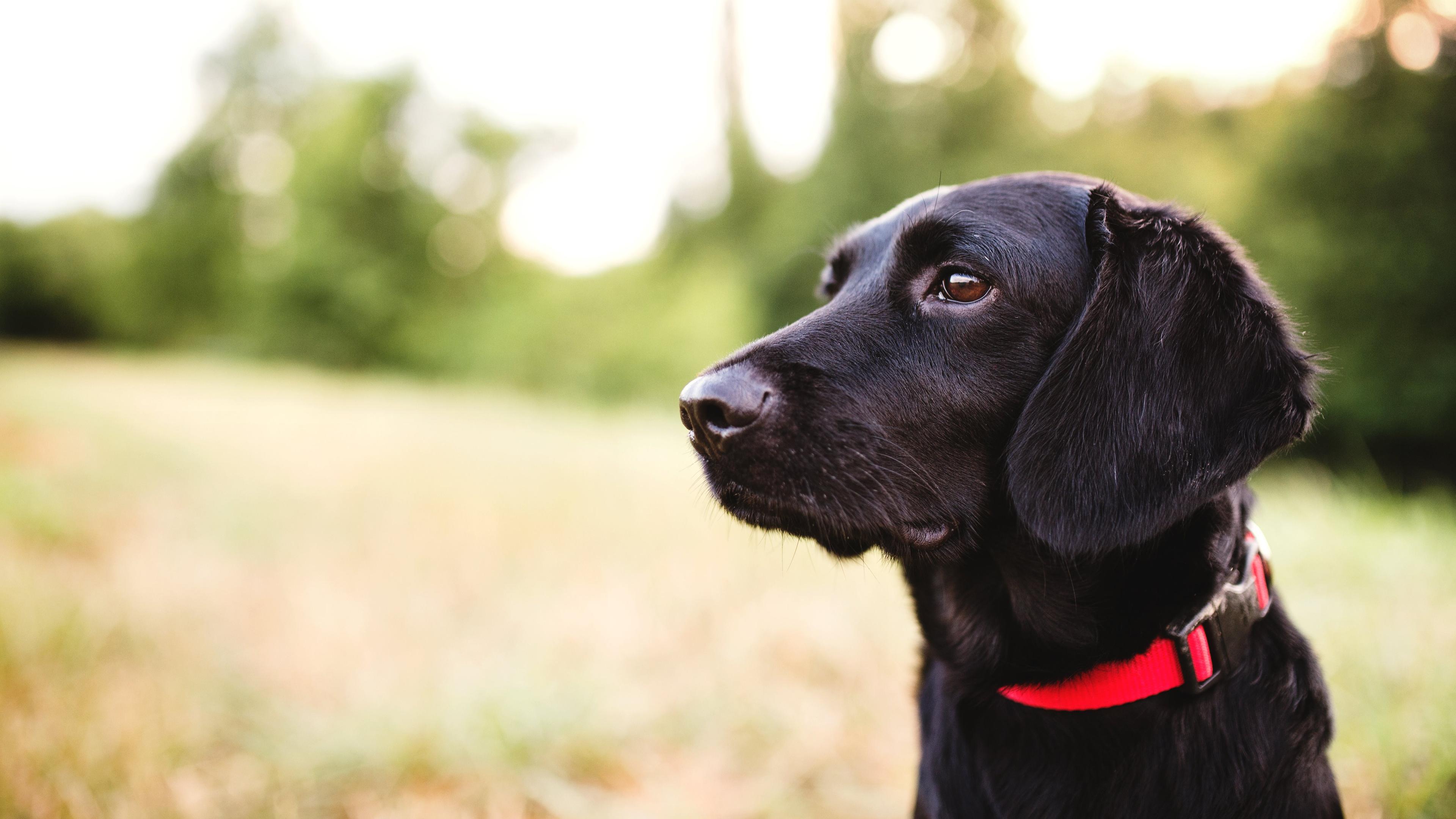 East Valley Veterinary Clinic