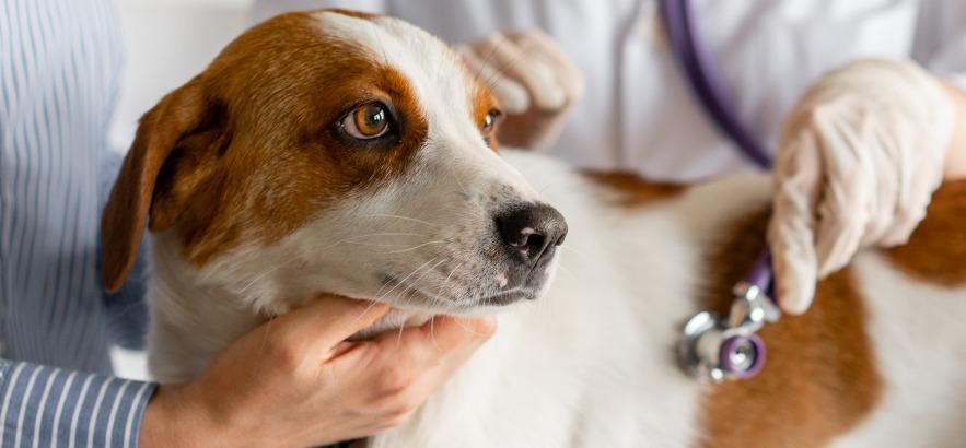 Hunter Animal Hospital