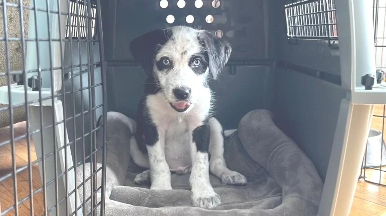 Dog Savvy SLC photo 4