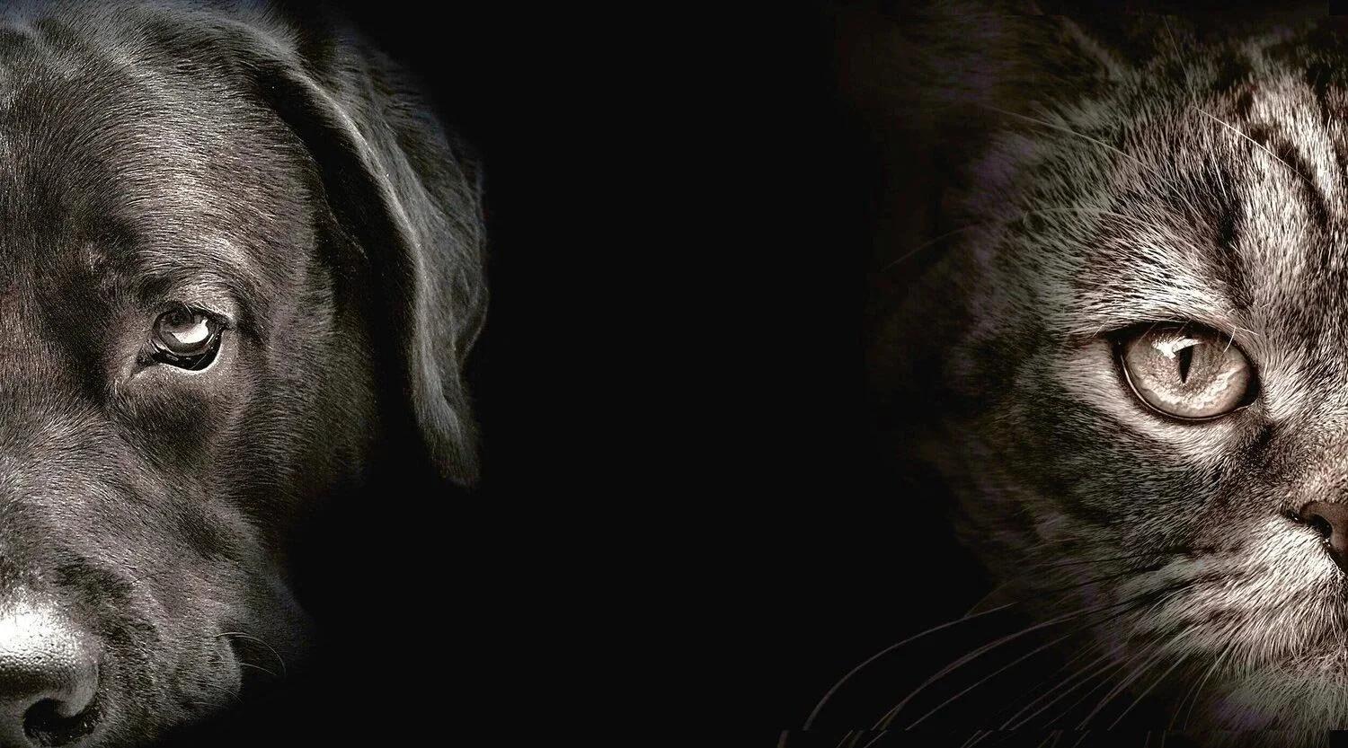 Shake On It Pet Training photo 3