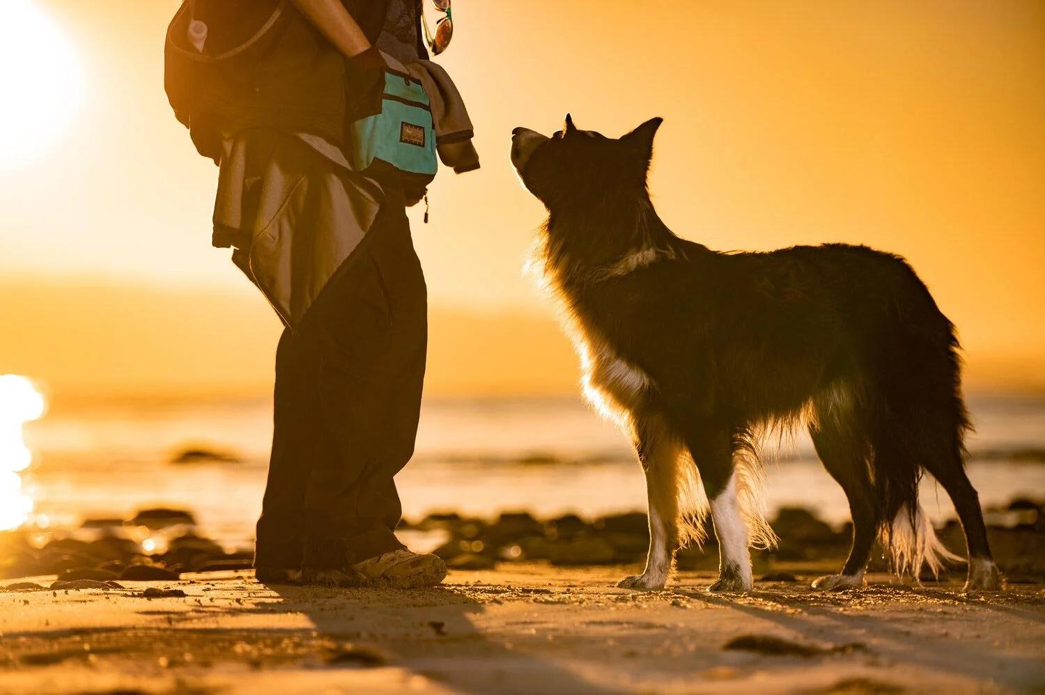 Shake On It Pet Training photo 4