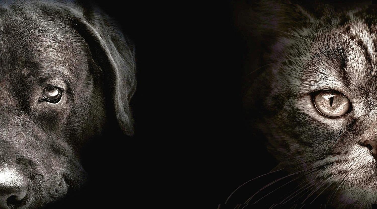 Shake On It Pet Training photo 2