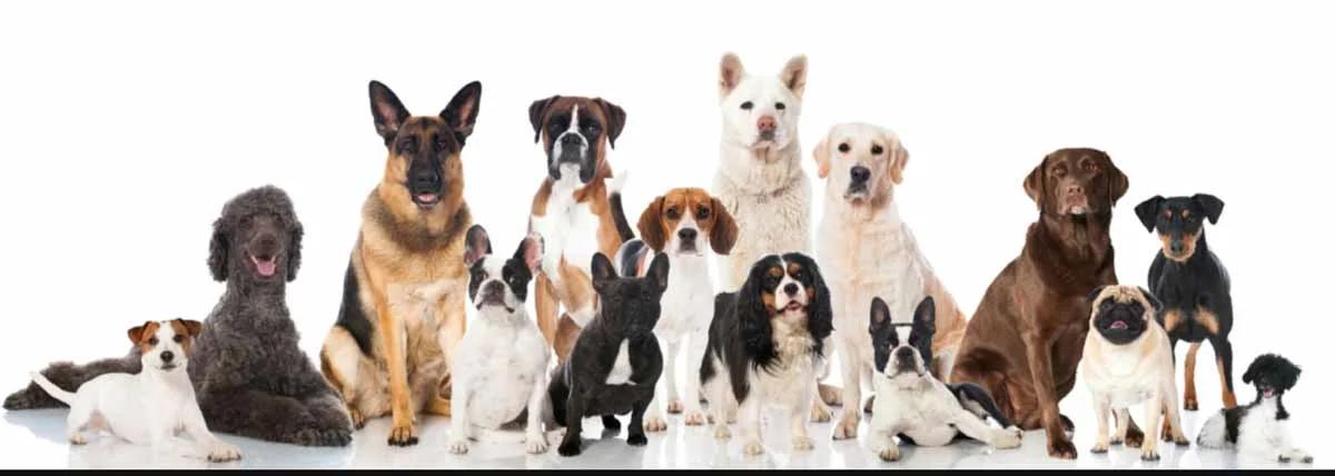 We Call It Puppy Luv - Mobile Dog Grooming