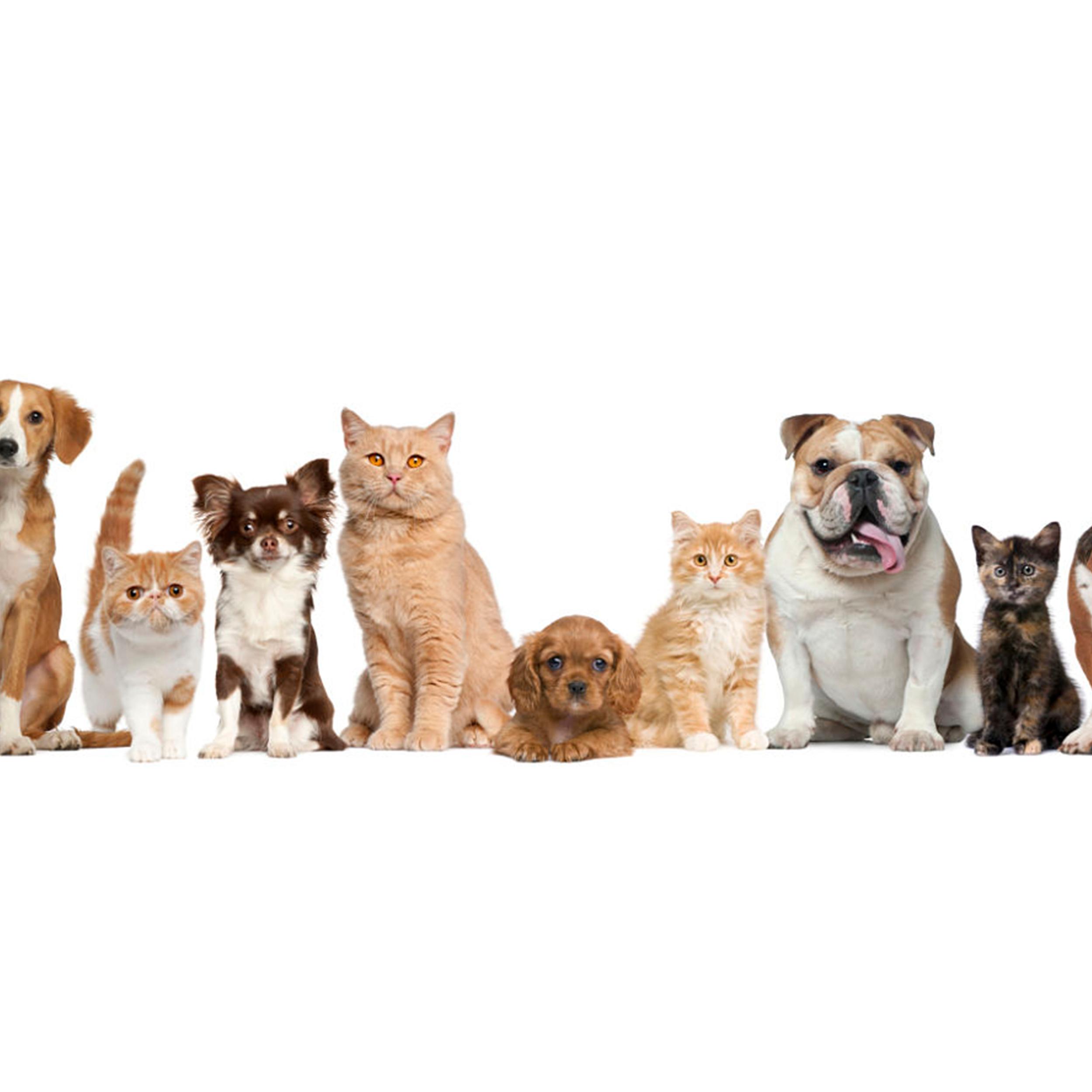 We Call It Puppy Luv - PuppyLuvweb.png