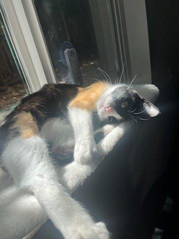 Millcreek Veterinary Clinic and Urgent Care