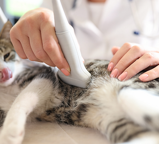Murray Animal Hospital - At Murray Animal Hospital we offer multiple advanced imaging options including digital radiology and dental x-ray, ultrasound, and endoscopy, which enables us to best diagnose