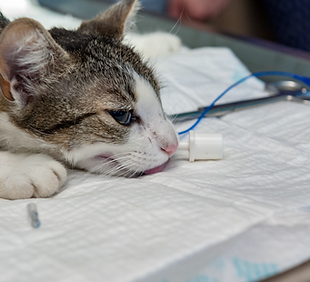 Murray Animal Hospital - Our hospital offers the following specialized treatments and procedures in order to provide the most inclusive care for our patients and the most seamless and consistent exper