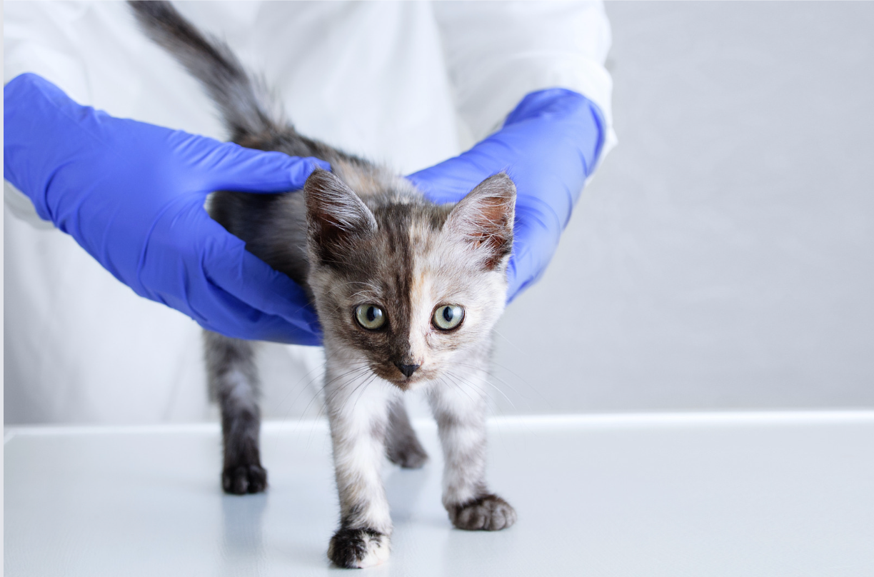 Murray Animal Hospital photo 4