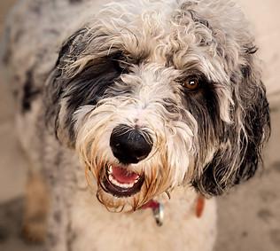 Pups SLC - 20220907_102725_edited.jpg