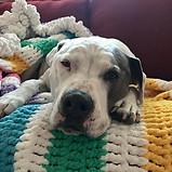 Train My Dog SLC - IMG_2748.jpg