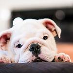 Paws on the Go - adorable-animal-animal-photography-15965