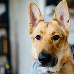 Paws on the Go - adorable-animal-animal-photography-28982