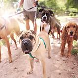 Train My Dog SLC - Dog Walker