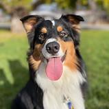 Train My Dog SLC - IMG_8323.jpg