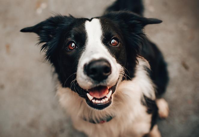 Train My Dog SLC photo 1