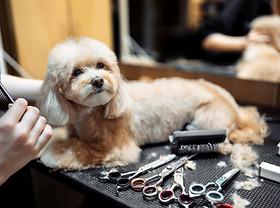 Fancy Paws Mobile Spa